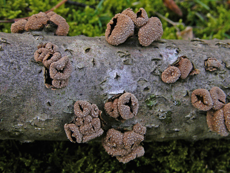 Encoelia furfuracea.